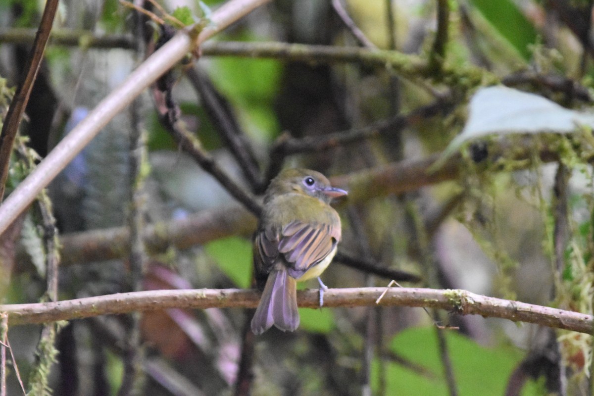 Fulvous-breasted Flatbill - ML126363771