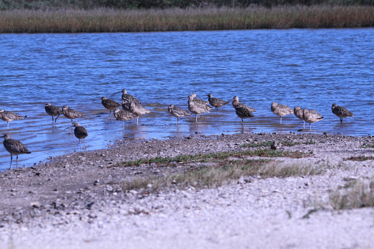 Long-billed Curlew - ML126363801