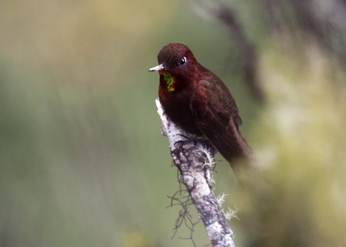 Coppery Metaltail - ML126363981