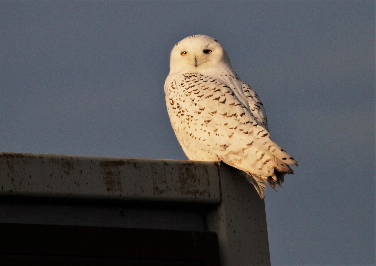 Snowy Owl - ML126364011