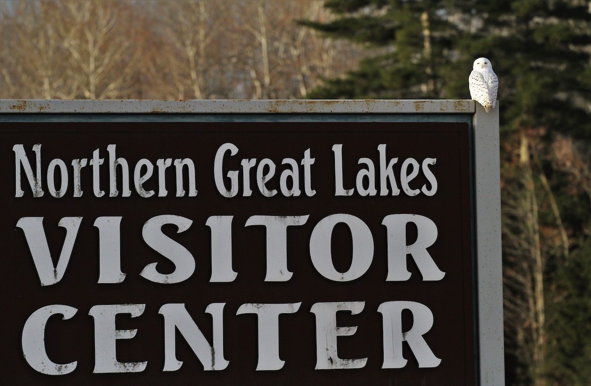 Snowy Owl - ML126364031