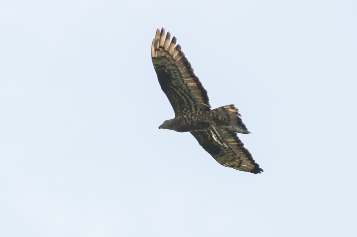 European Honey-buzzard - ML126364511