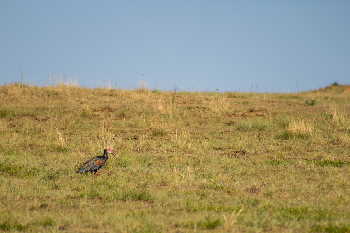 Southern Bald Ibis - ML126364791