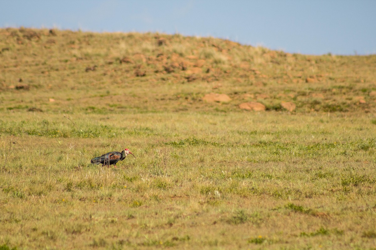 Southern Bald Ibis - ML126364801