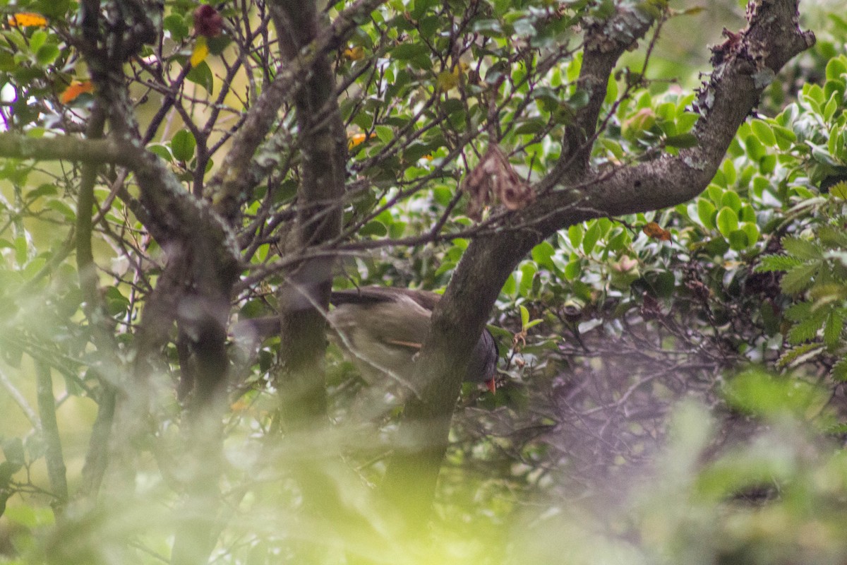 Bush Blackcap - ML126364951