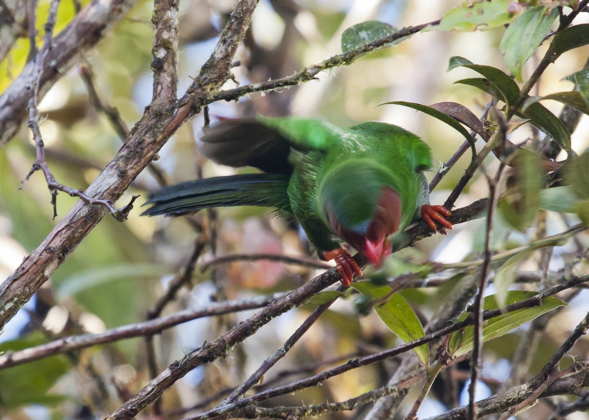 Grass-green Tanager - ML126365031