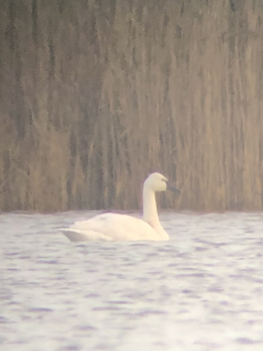 Tundra Swan - ML126365421