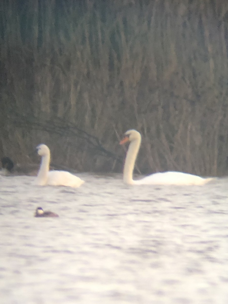 Tundra Swan - ML126365431