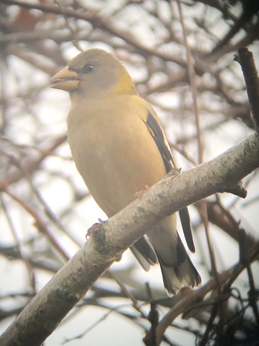 Evening Grosbeak - Josh Bock