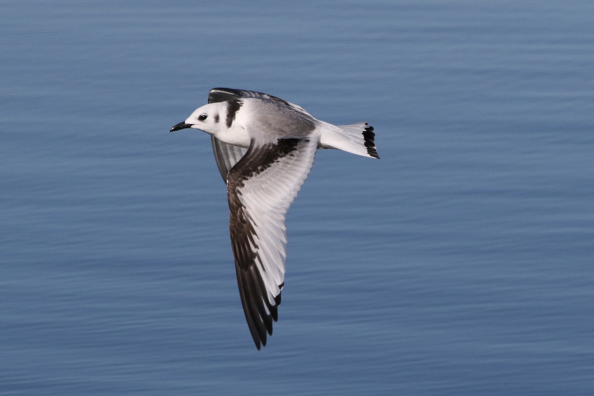 Gaviota Tridáctila - ML126366091