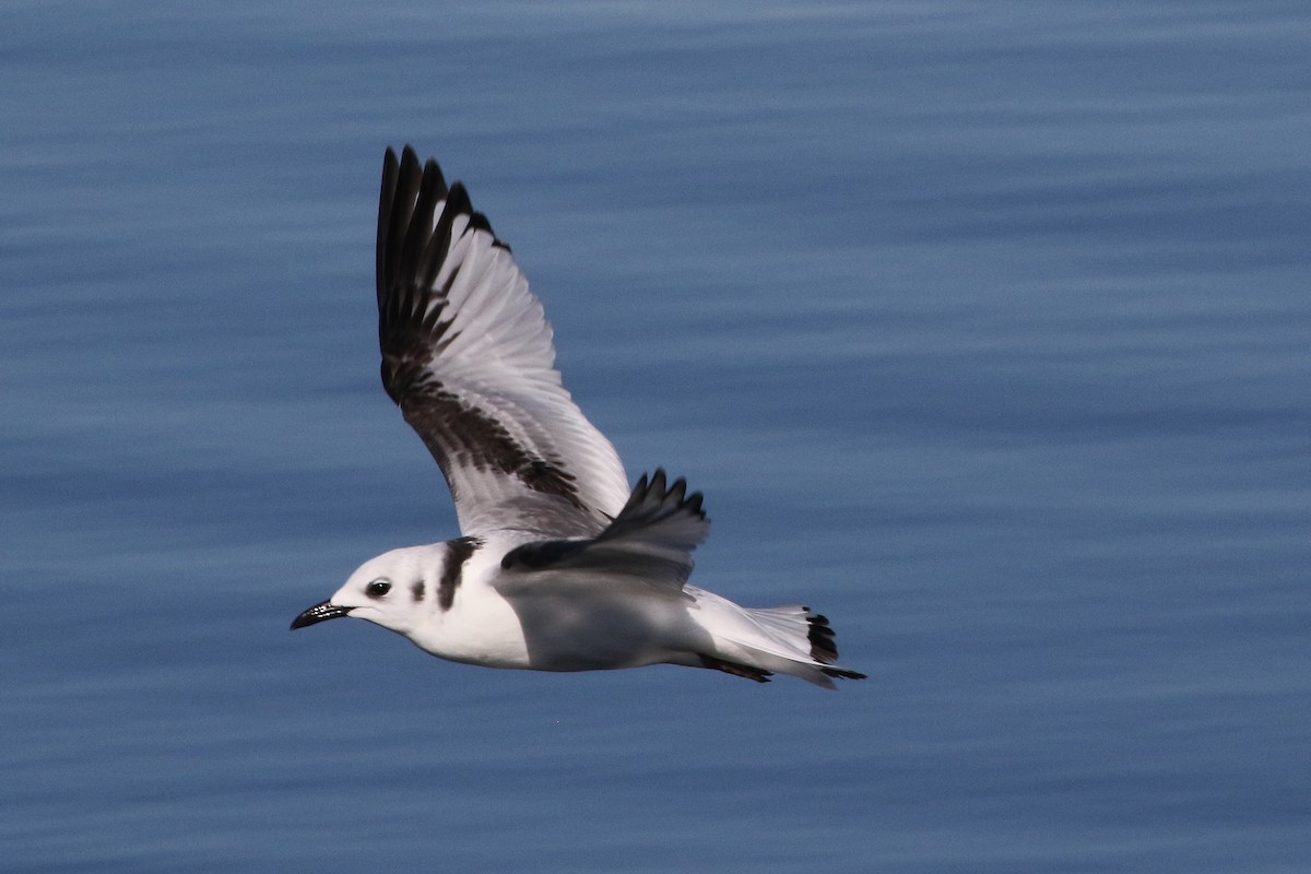 Mouette tridactyle - ML126366101