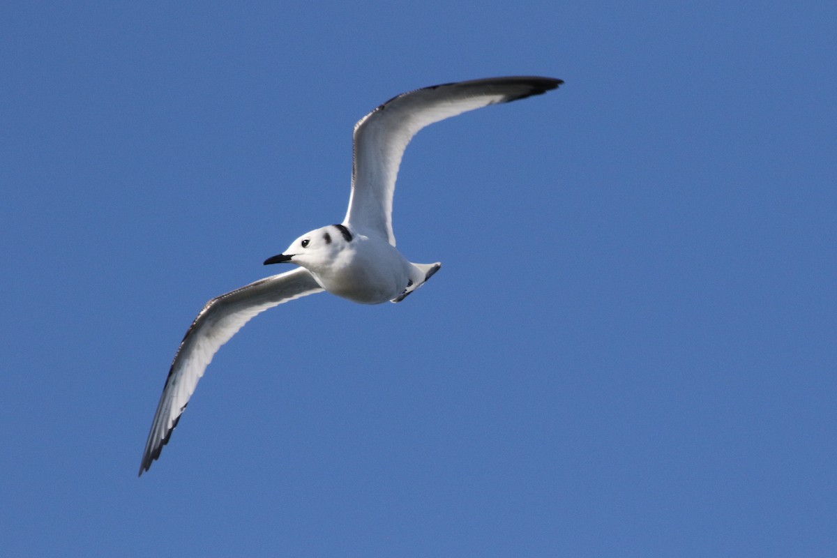 Mouette tridactyle - ML126366131