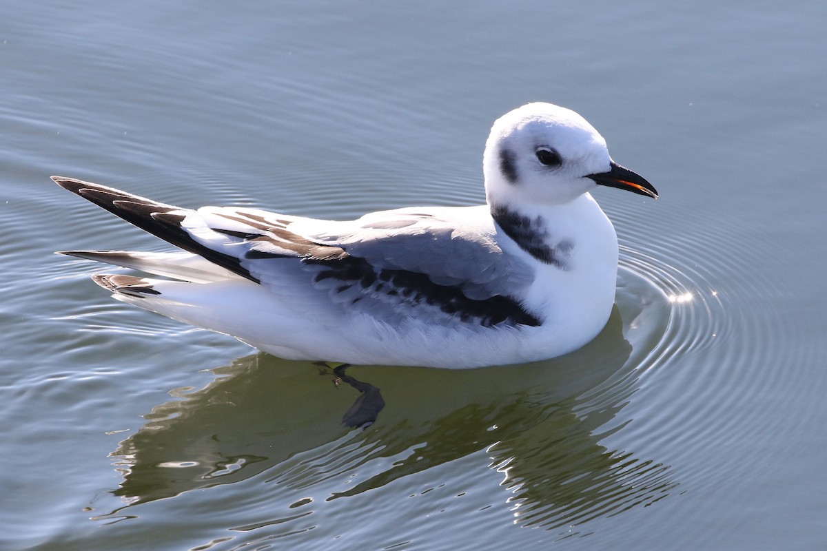 Black-legged Kittiwake - ML126366151