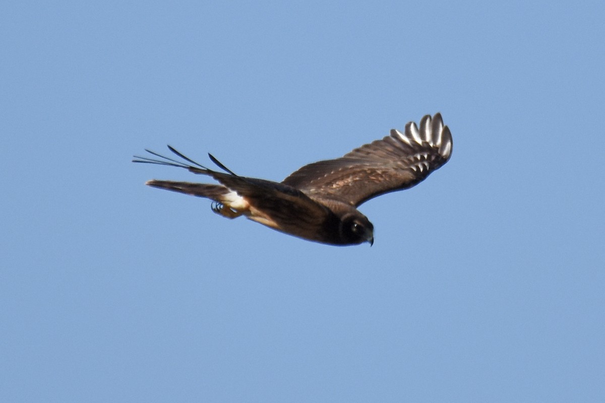 Aguilucho de Hudson - ML126366241