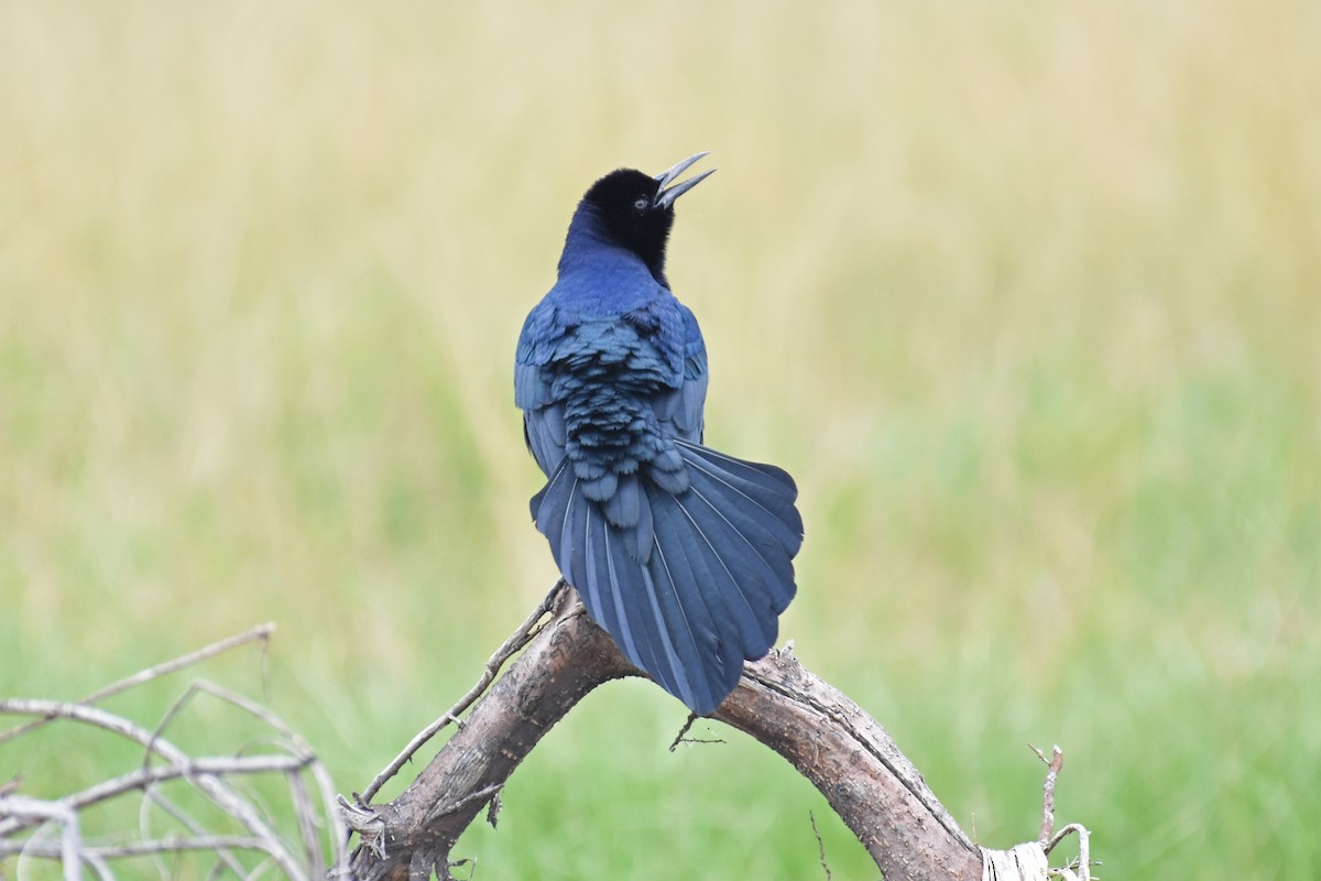 Boat-tailed Grackle - ML126366461