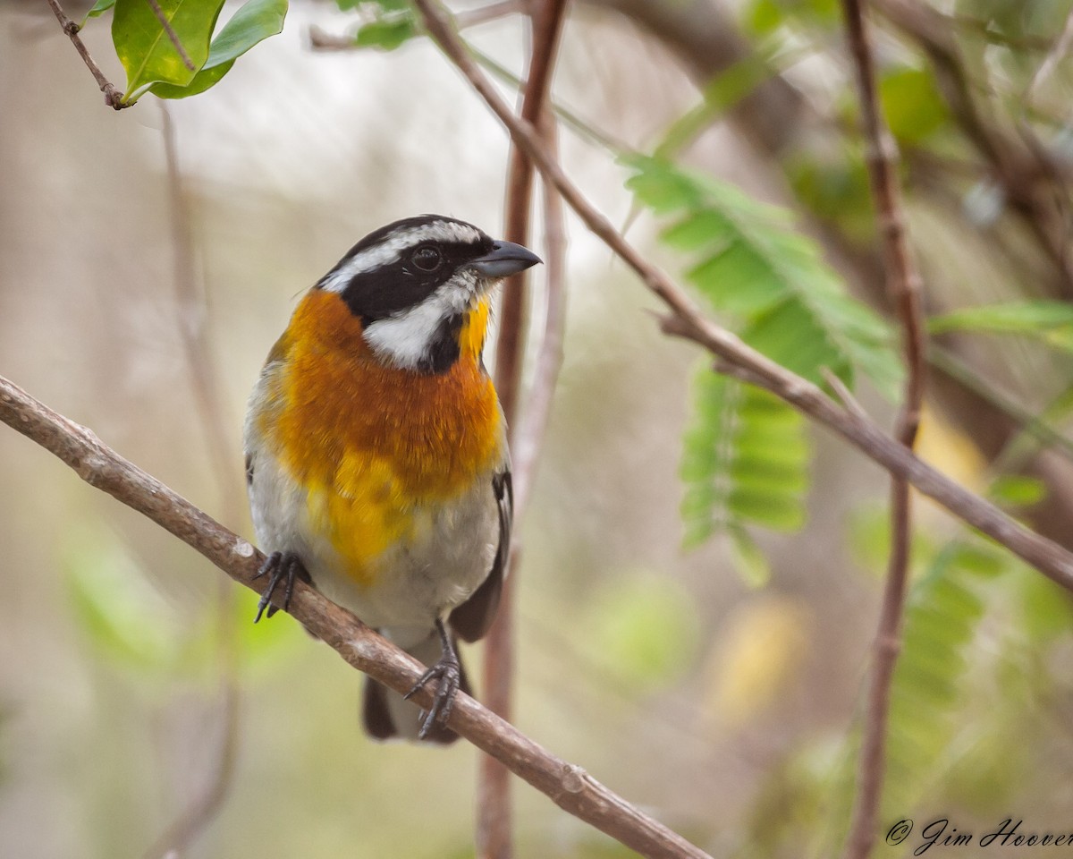 Western Spindalis - Jim Hoover