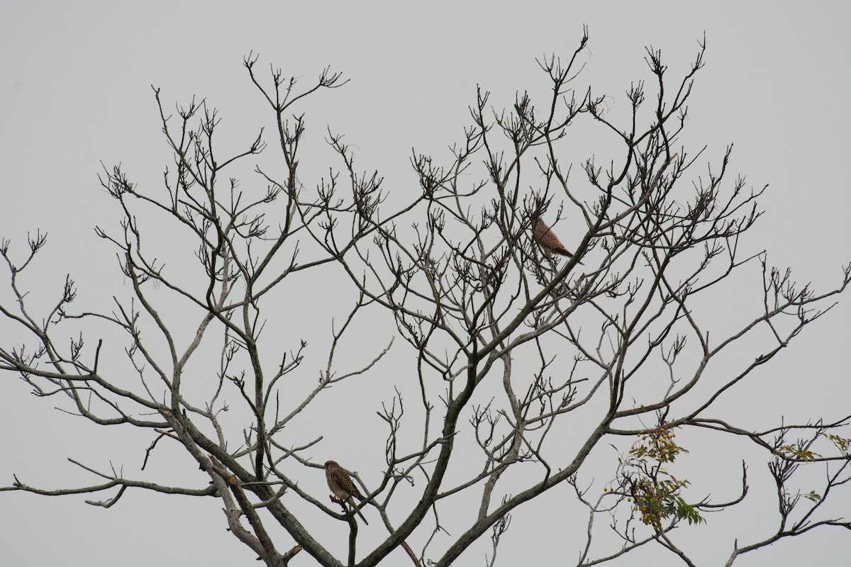 Eurasian Kestrel - ML126367451