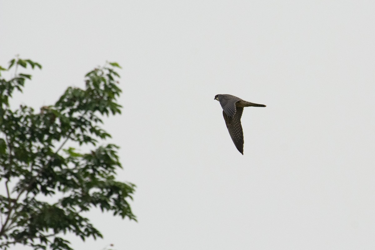 Eurasian Hobby - ML126367471