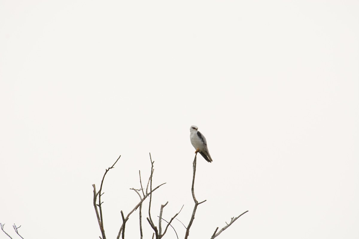 Black-winged Kite - ML126367511