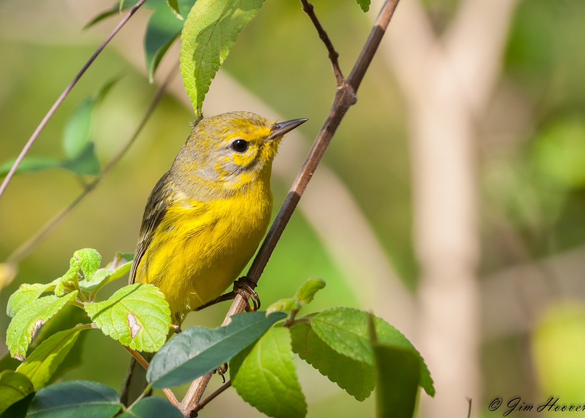 Vitelline Warbler - Jim Hoover