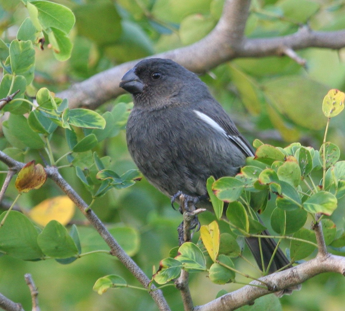 Grand Cayman Bullfinch - Jim Hoover