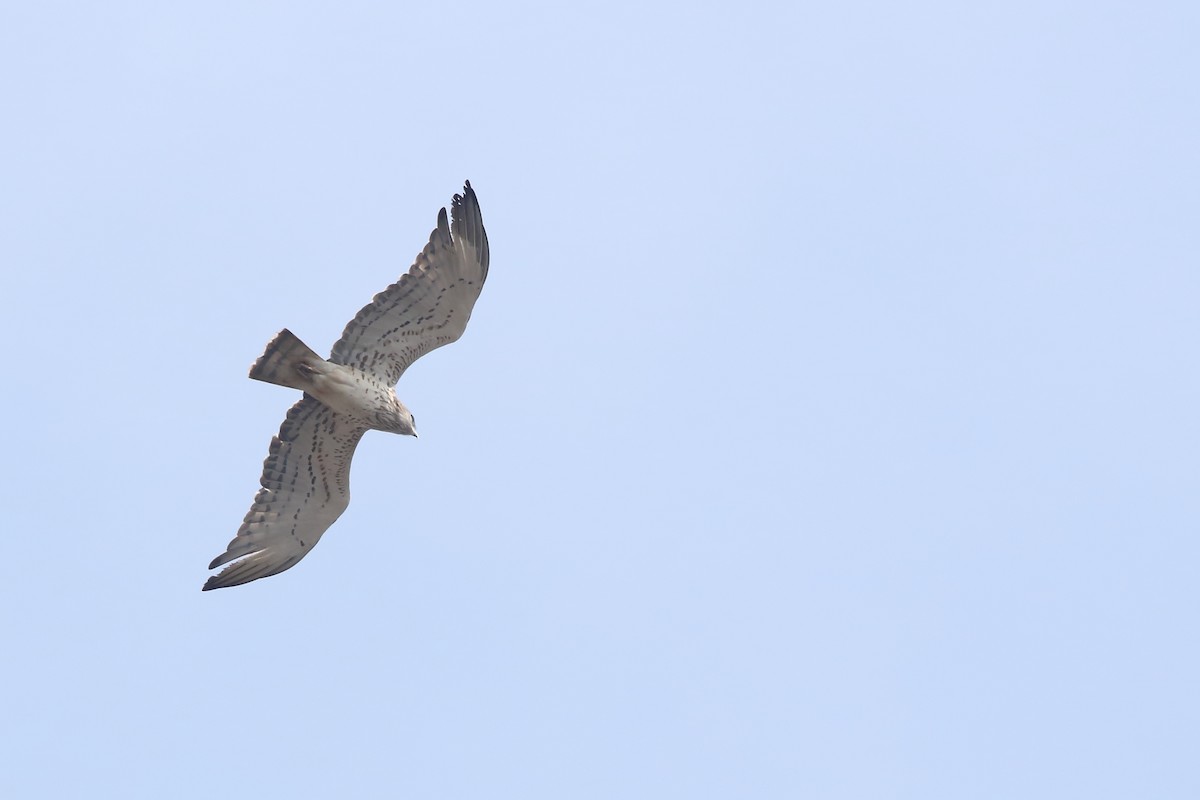 Short-toed Snake-Eagle - Rahul  Singh