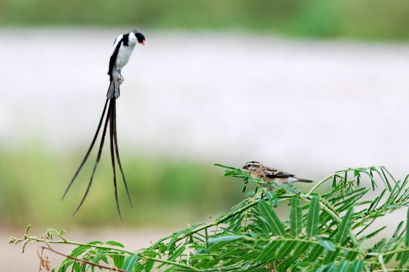 Pin-tailed Whydah - ML126369701