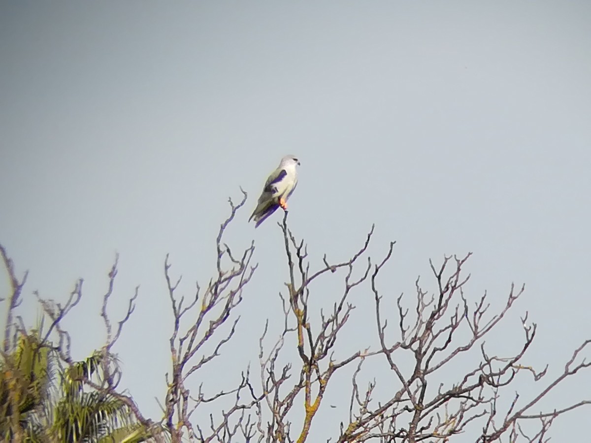 Black-winged Kite - Nelson Conceição