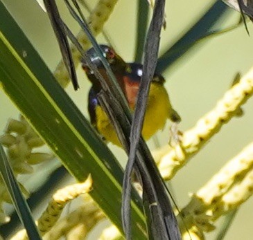 Brown-throated Sunbird - ML126370371