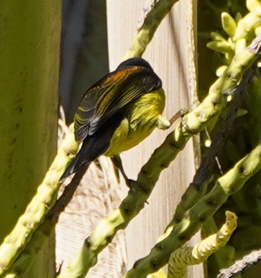 Brown-throated Sunbird - Ian Kerr