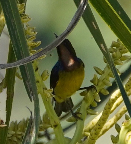 Brown-throated Sunbird - ML126370391