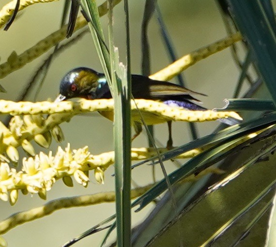 Brown-throated Sunbird - Ian Kerr