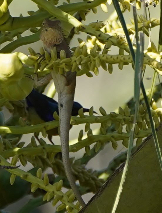 Brown-throated Sunbird - ML126370431