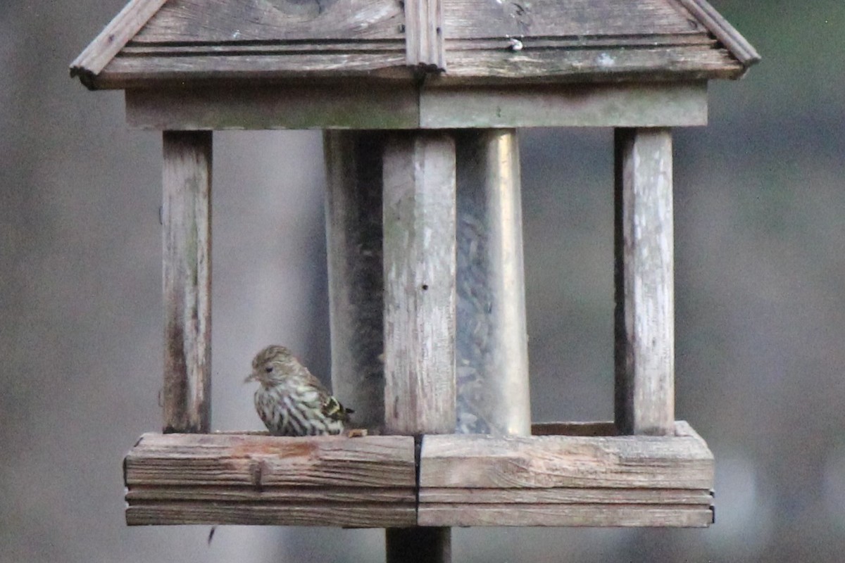 Pine Siskin - ML126370641