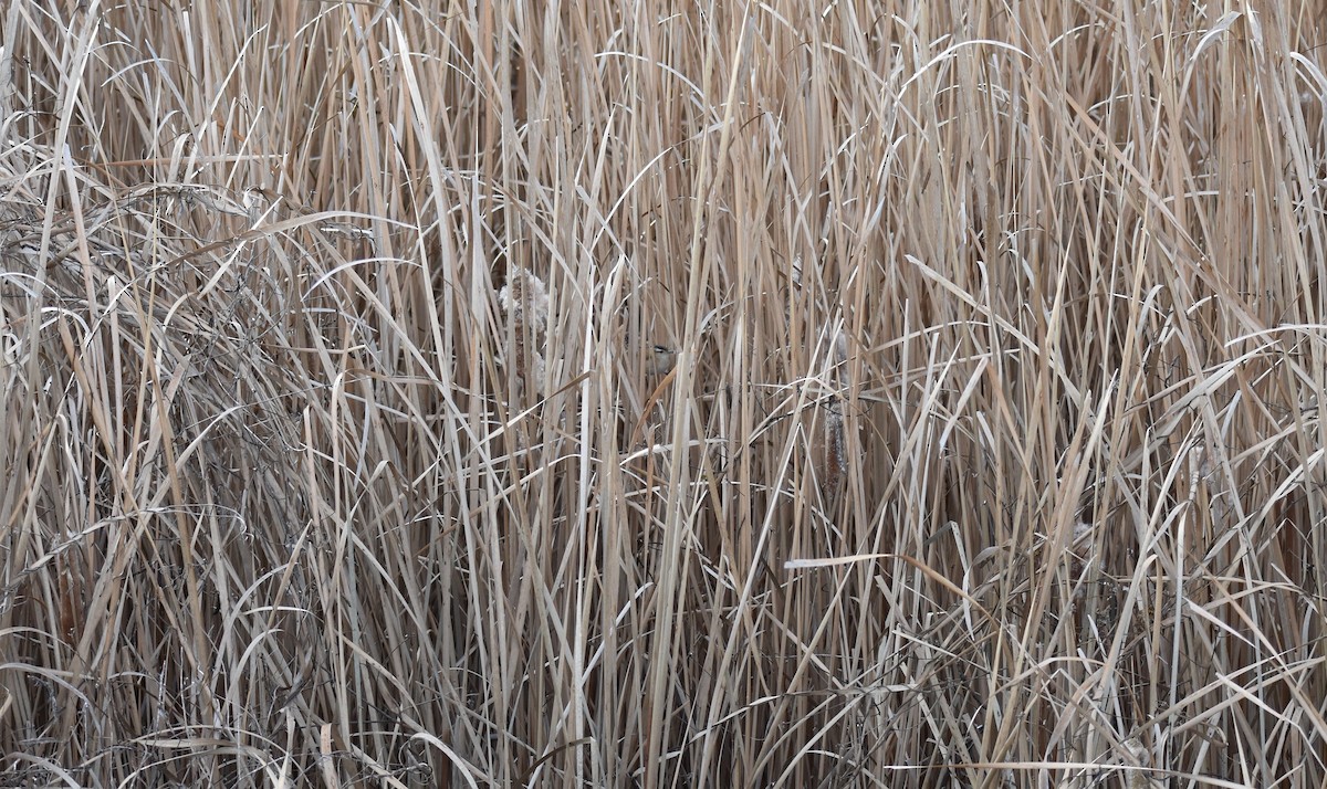 Marsh Wren - ML126370731