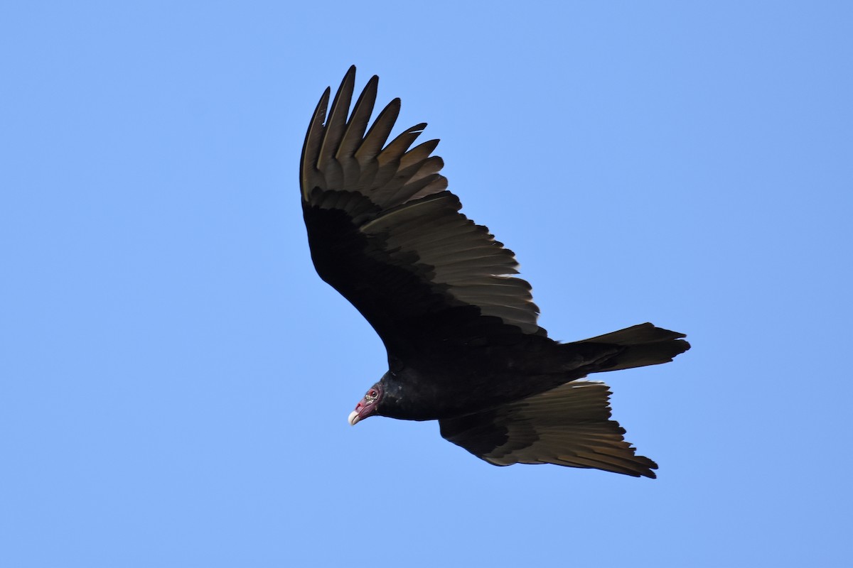 Turkey Vulture - ML126370851