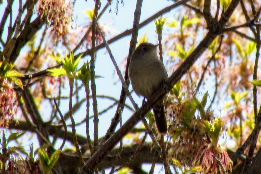 Northern House Wren - ML126373571