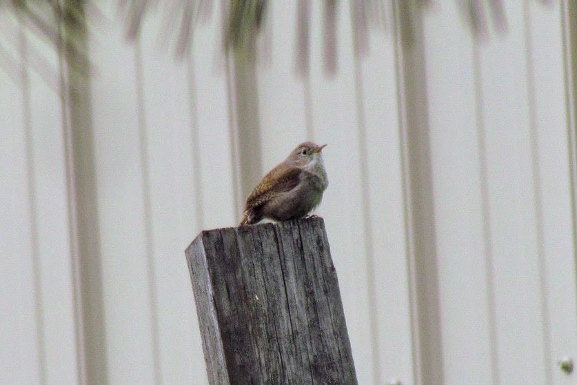 Northern House Wren - ML126374471