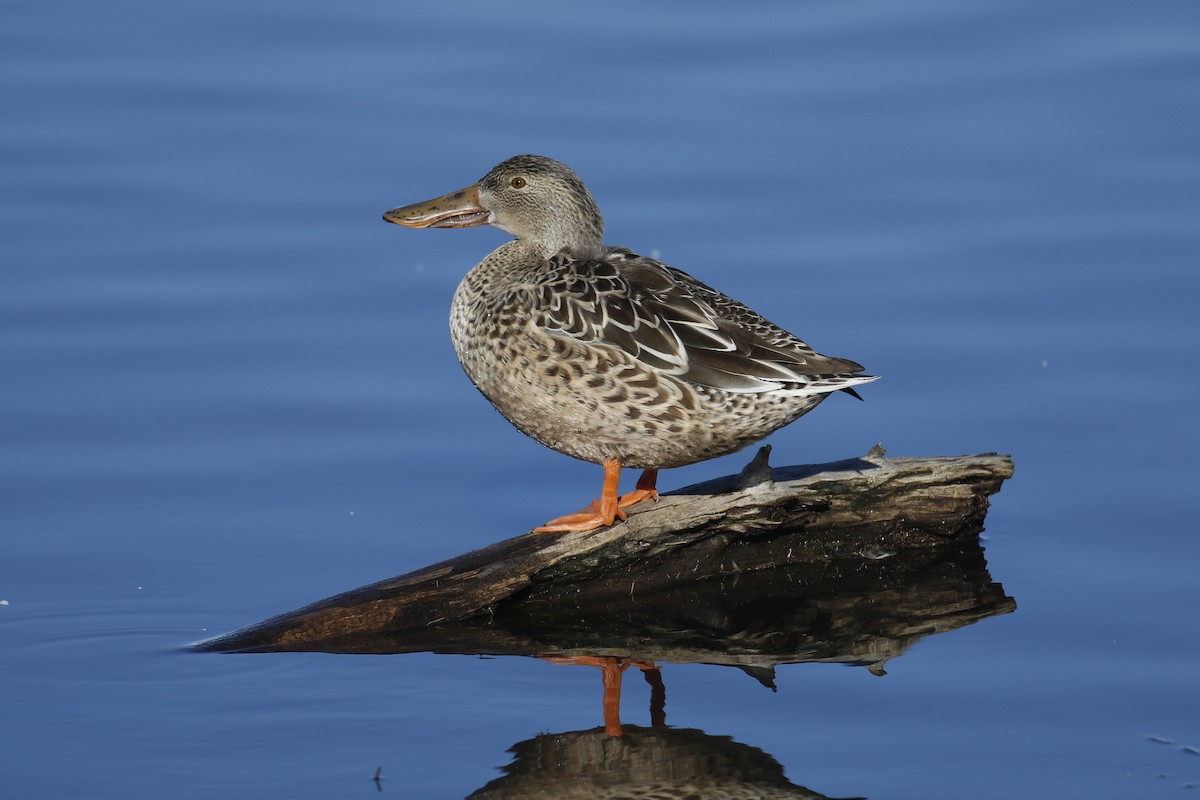 Northern Shoveler - Donna Pomeroy