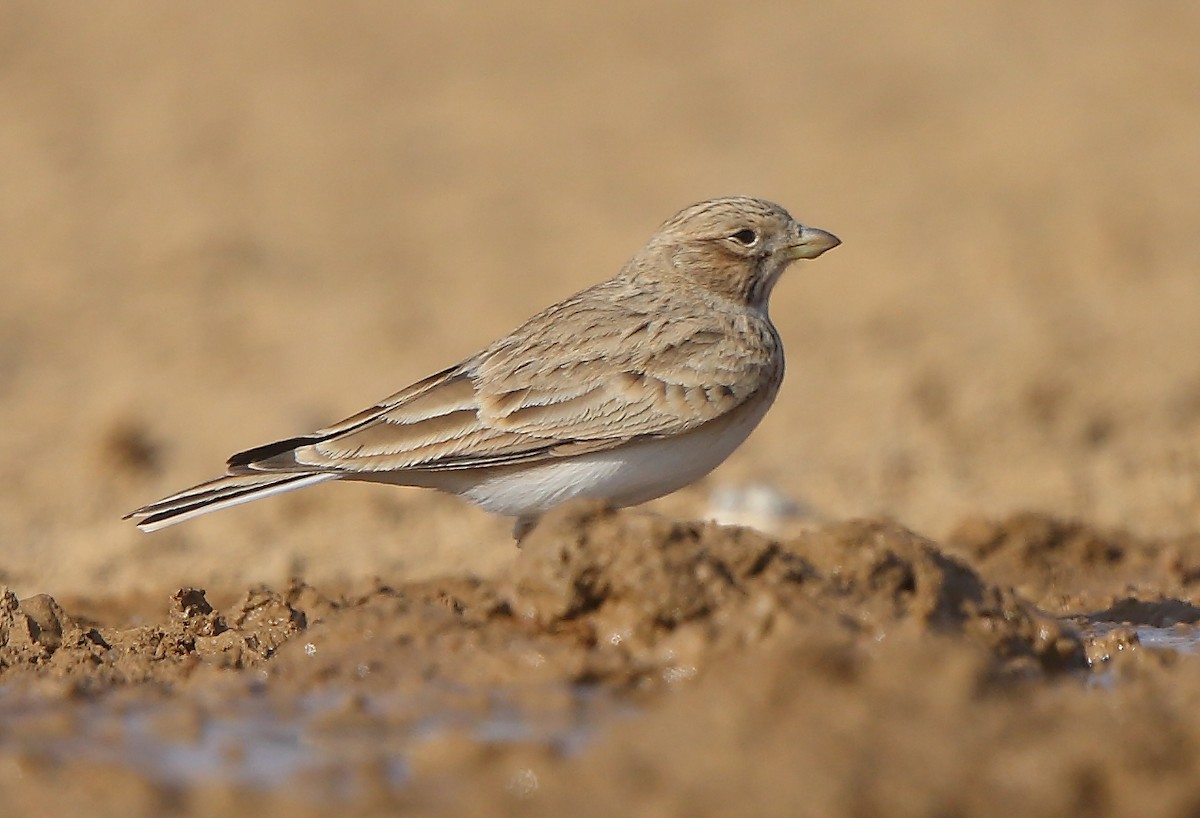 Asian/Turkestan Short-toed Lark - ML126375471