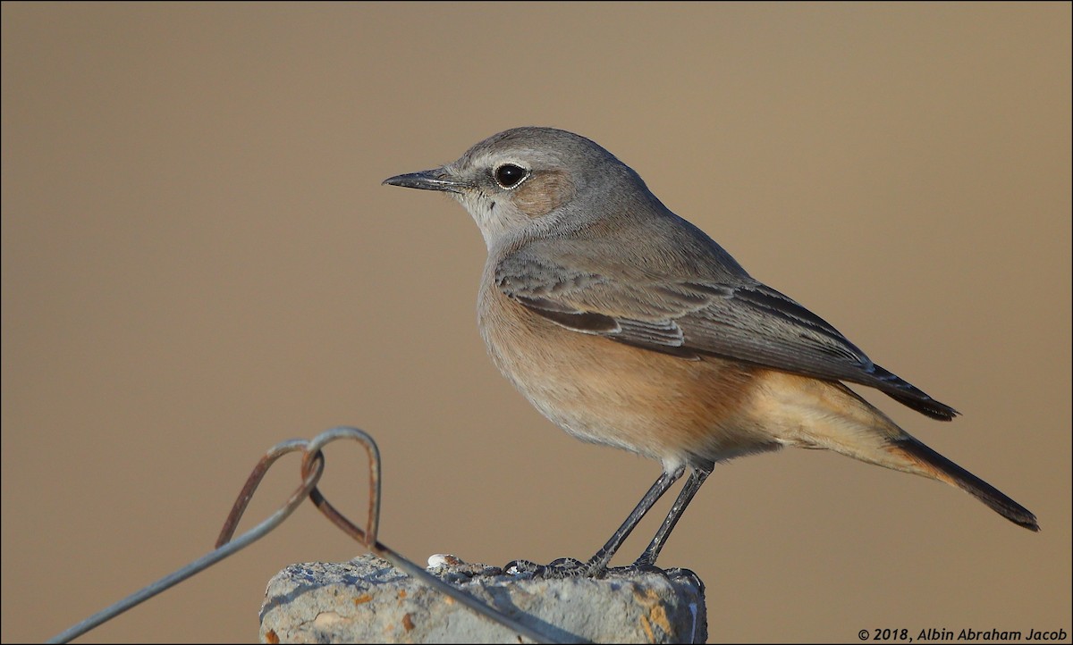 Persian Wheatear - Albin Jacob