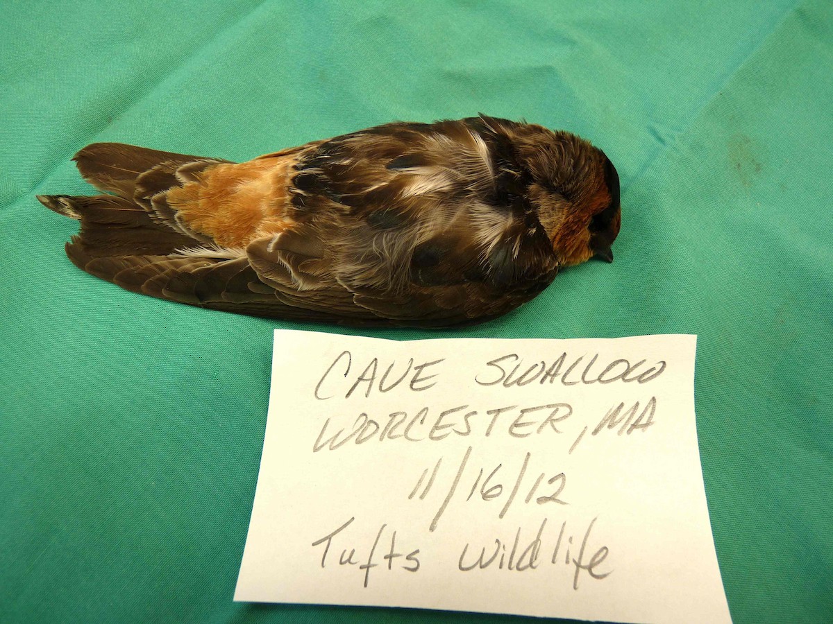 Cave Swallow (Texas) - Massachusetts Records