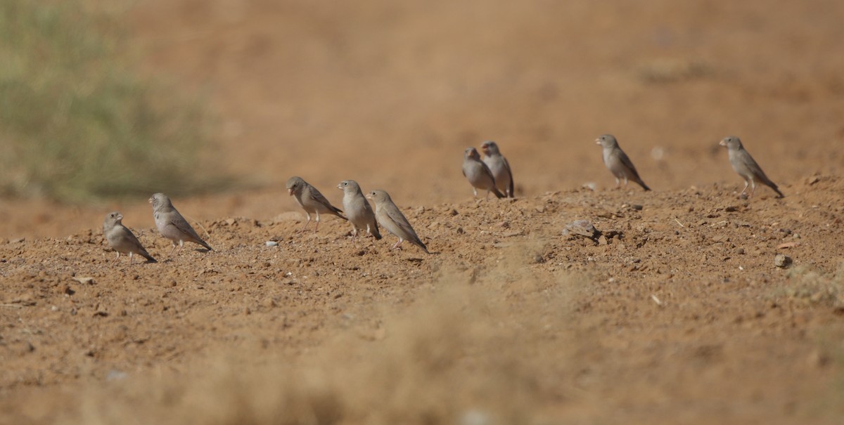 Trumpeter Finch - ML126377971