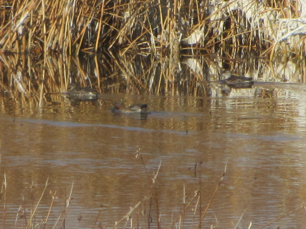 Green-winged Teal - ML126378011