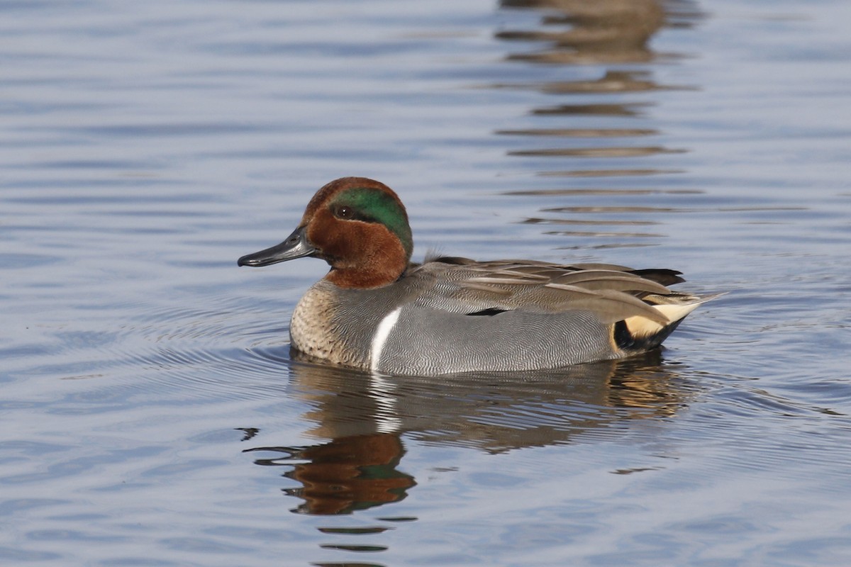 Green-winged Teal - ML126378031