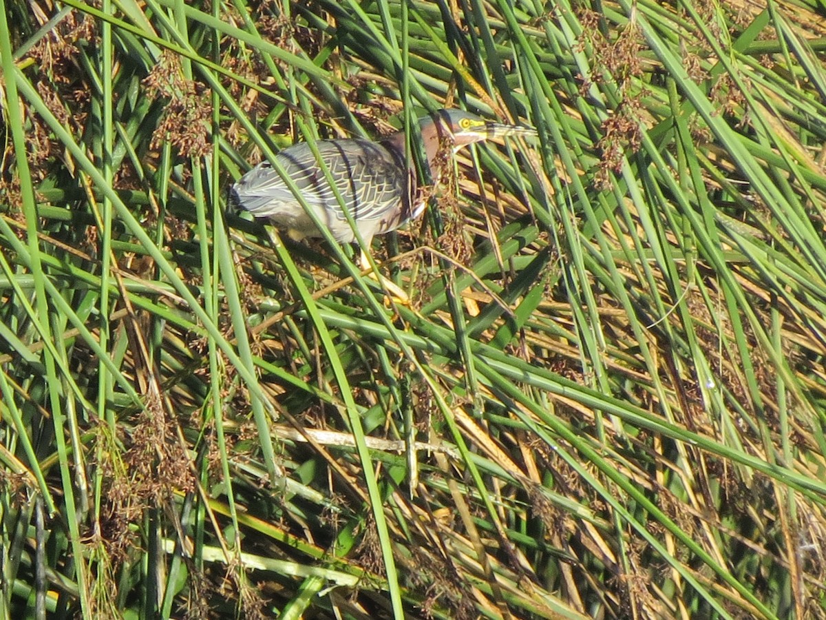 Green Heron - Libby Lindsay