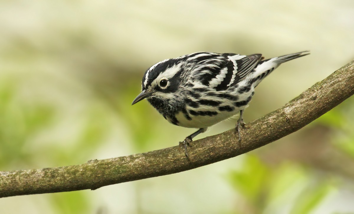 Black-and-white Warbler - Ryan Schain