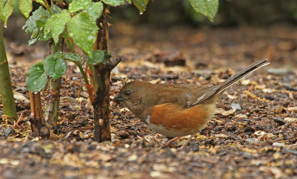 Eastern Towhee - ML126380431