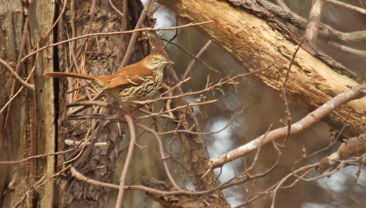 Brown Thrasher - Ryan Schain