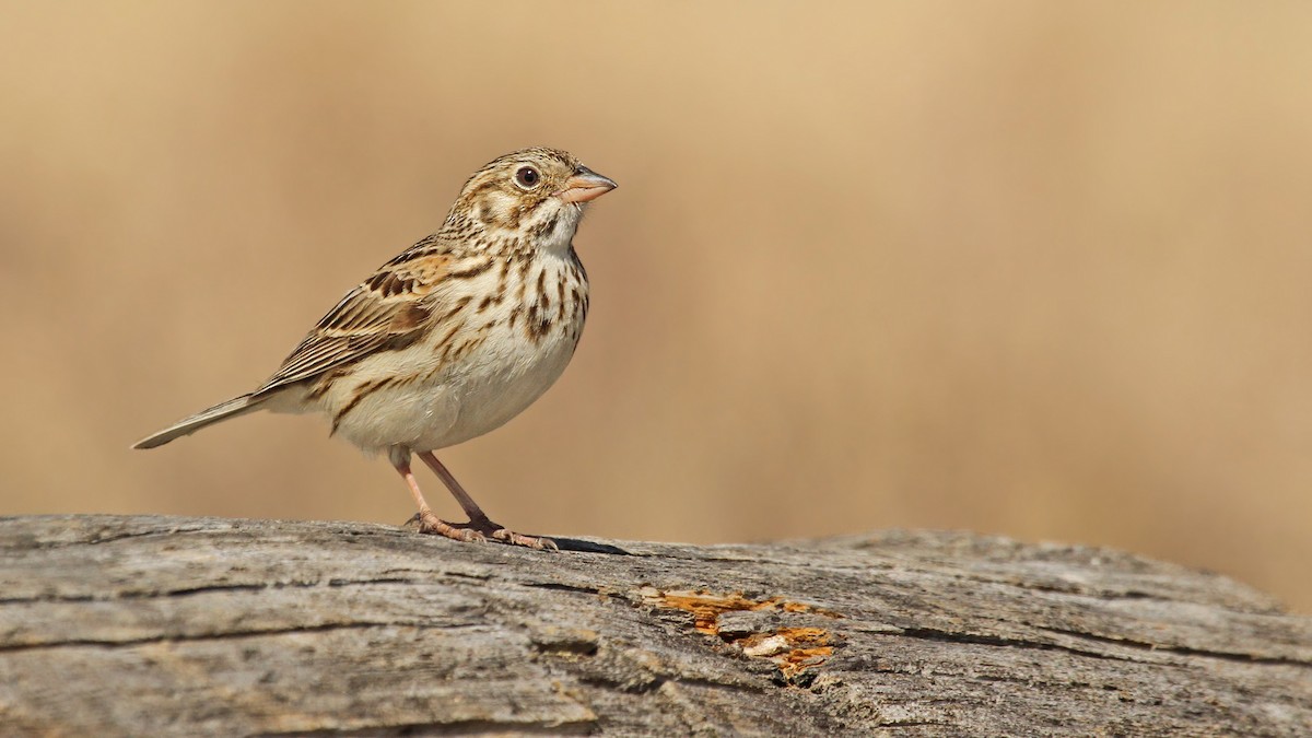 Vesper Sparrow - Ryan Schain